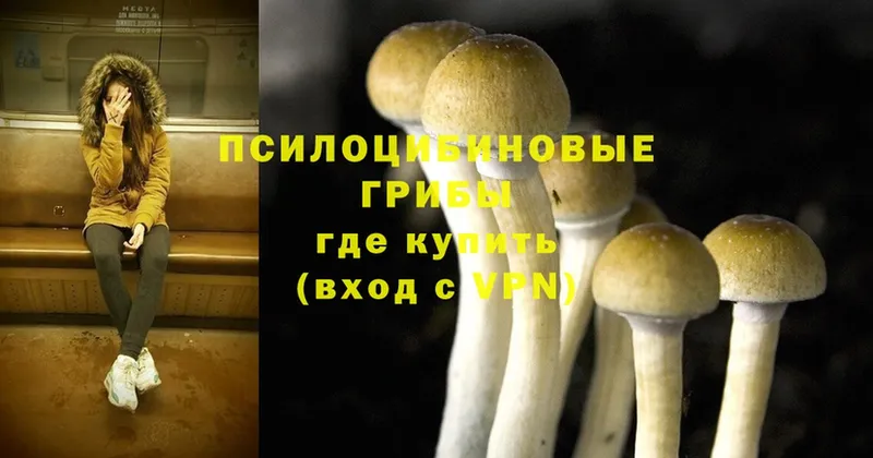 дарнет шоп  Козьмодемьянск  Галлюциногенные грибы Psilocybe 